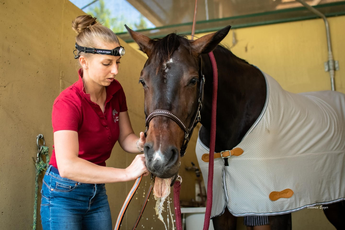 Leistungen - Mobile Pferdepraxis & Veterinär Chiropraktik - Kirchdorf